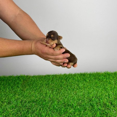 Törzskönyves Yorkshire terrier csoki Yorki choco Yorki kiskutya