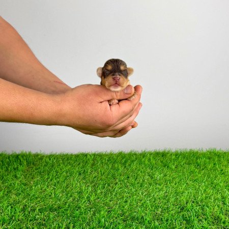 Törzskönyves Yorkshire terrier csoki Yorki choco Yorki kiskutya