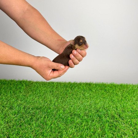 Törzskönyves Yorkshire terrier csoki Yorki choco Yorki kiskutya