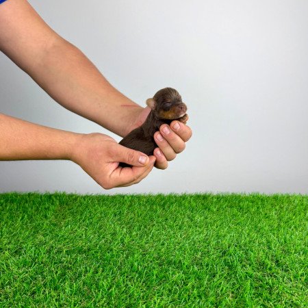 Törzskönyves Yorkshire terrier csoki Yorki choco Yorki kiskutya