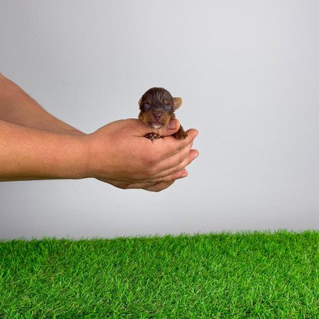 Törzskönyves Yorkshire terrier csoki Yorki choco Yorki kiskutya