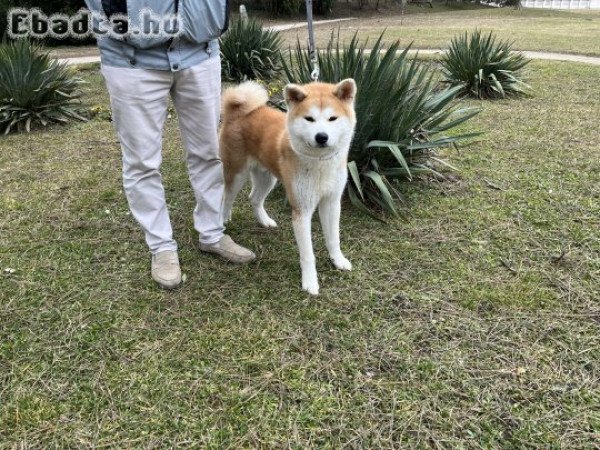 Akita inu fajtiszta kan kutya eladó