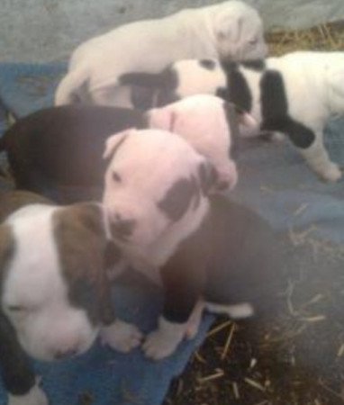 Staffordshire terrier