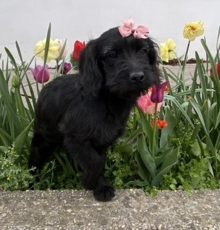 Labradoodle labrador es toy uszkar