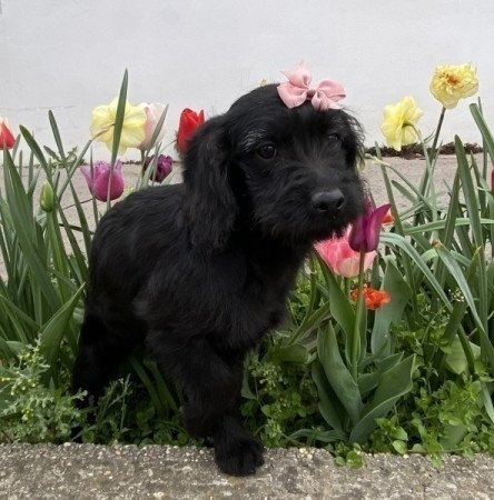 Labradoodle labrador es toy uszkar