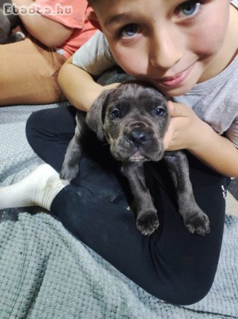 Cane corso lányok