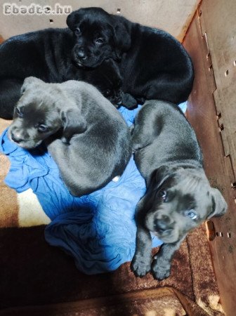 Cane corso lányok