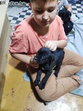 Cane corso lányok