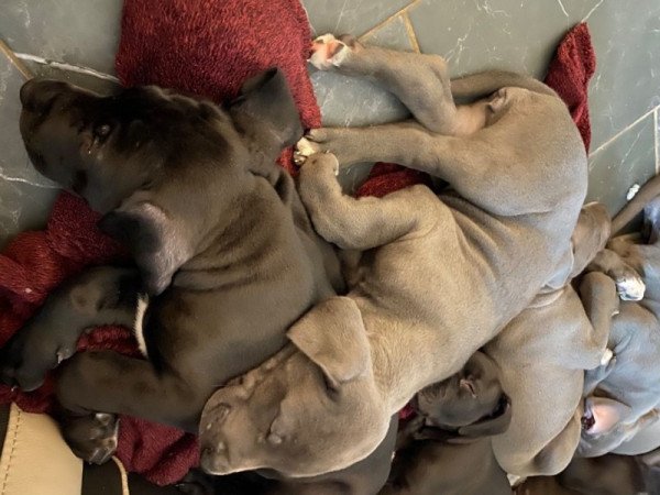 Német dog kölykök