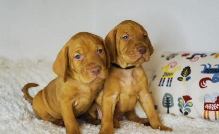 Vizsla
