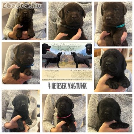 Törzskönyvezett labrador retriever kiskutyák