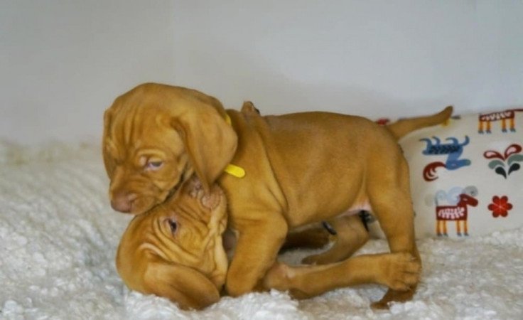 Vizsla