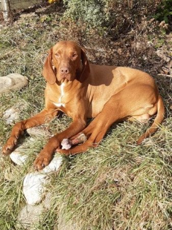 Vizsla