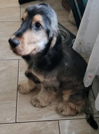 Angol cocker spániel