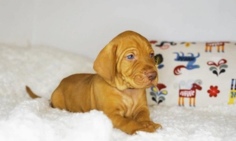 Vizsla