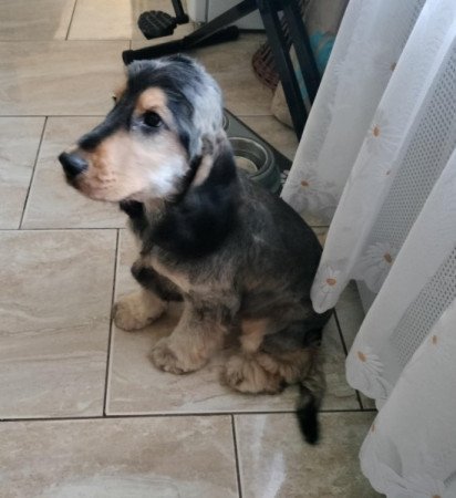 Angol cocker spániel