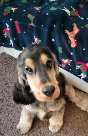 Angol cocker spániel