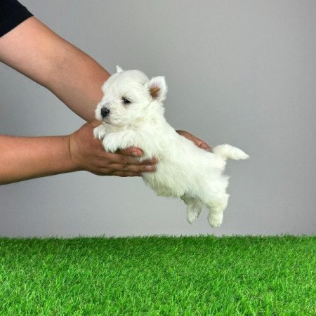 Westie