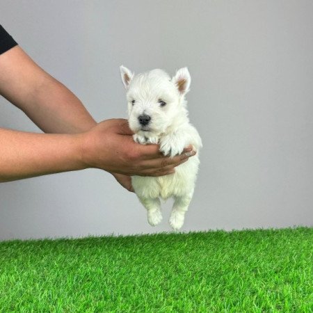 Westie