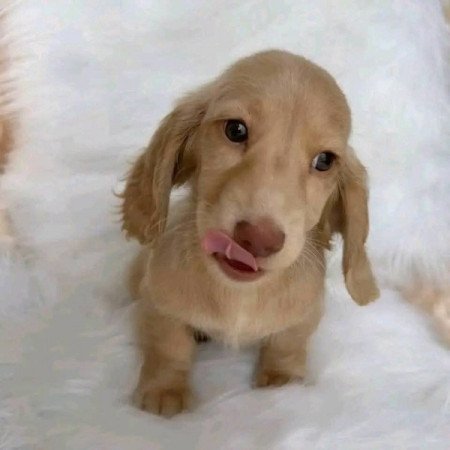 Törpe és Kaninchen