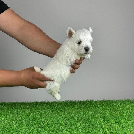 Westie