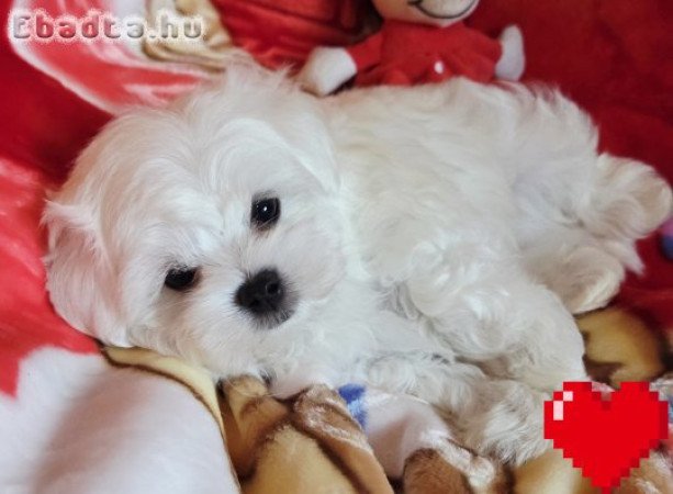 Gyönyörűszép  Bichon Havanese kis méretű kiskutyák