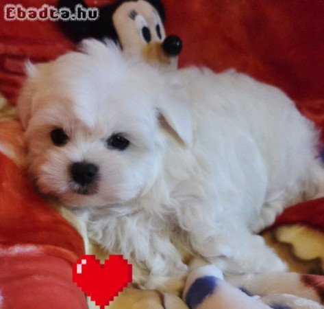 Gyönyörűszép  Bichon Havanese kis méretű kiskutyák