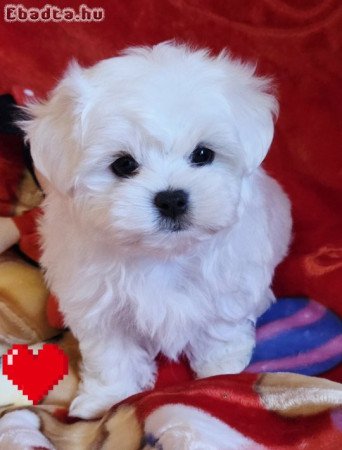 Gyönyörűszép  Bichon Havanese kis méretű kiskutyák