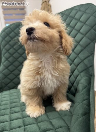 Maltipoo