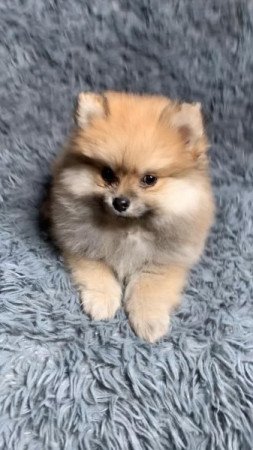 Pomerániai törpe spitz