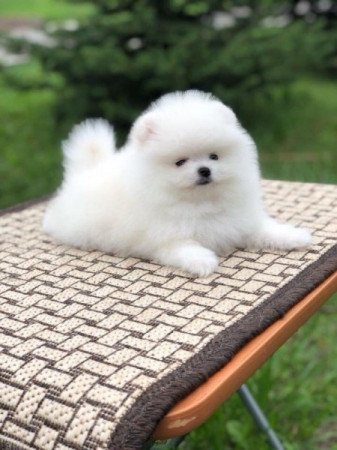 Pomerániai törpe spitz