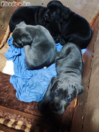 Cane corso lányok