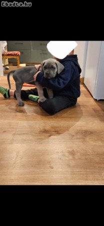 Cane Corso kutyus törzskönyves szülőktöl