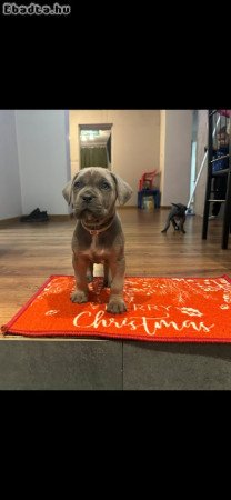 Cane Corso kutyus törzskönyves szülőktöl