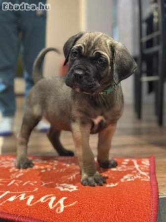 Cane Corso kutyus törzskönyves szülőktöl.