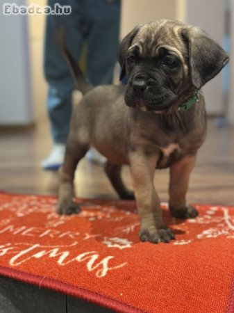Cane Corso kutyus törzskönyves szülőktöl.