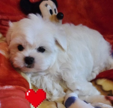 Bichon Havanese