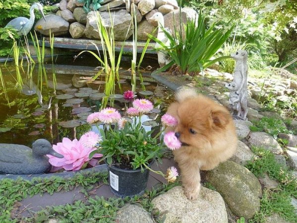 Pomerániai törpe spitz