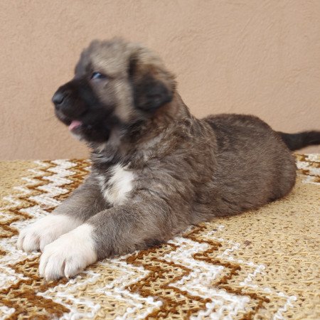 Közép-ázsiai juhászkutya