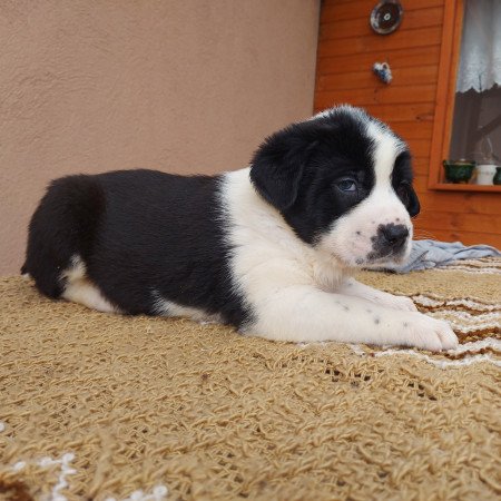 Közép-ázsiai juhászkutya