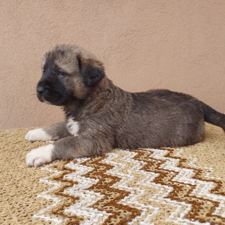 Közép-ázsiai juhászkutya