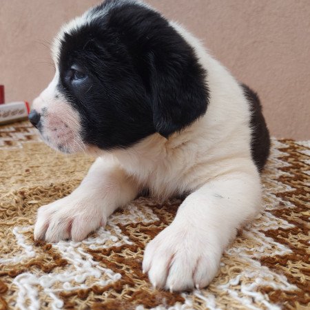 Közép-ázsiai juhászkutya