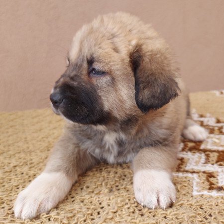 Közép-ázsiai juhászkutya