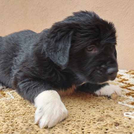 Közép-ázsiai juhászkutya