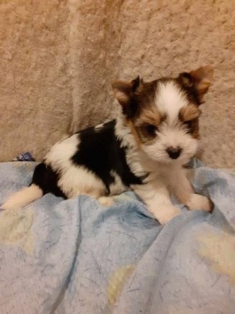 Biever yorki yorkshire