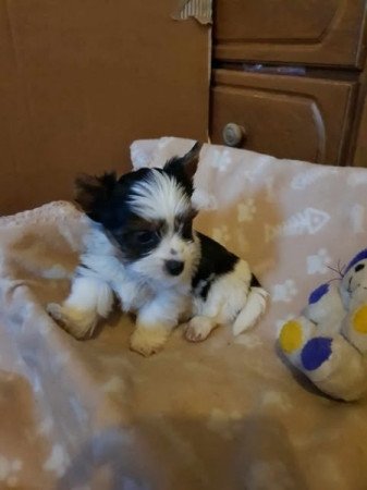 Biever yorki yorkshire