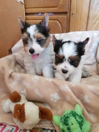 Biever yorki yorkshire