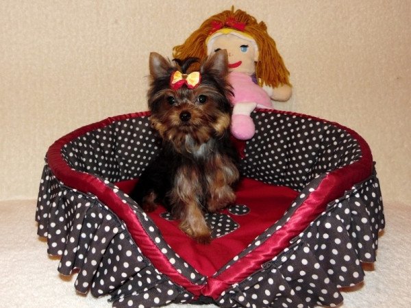 Yorkshire Terrier, Yorki