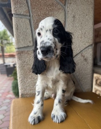 Angol cocker spániel