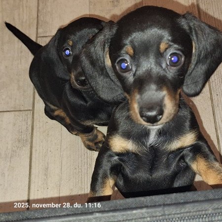 Törpe tacsi kölykök